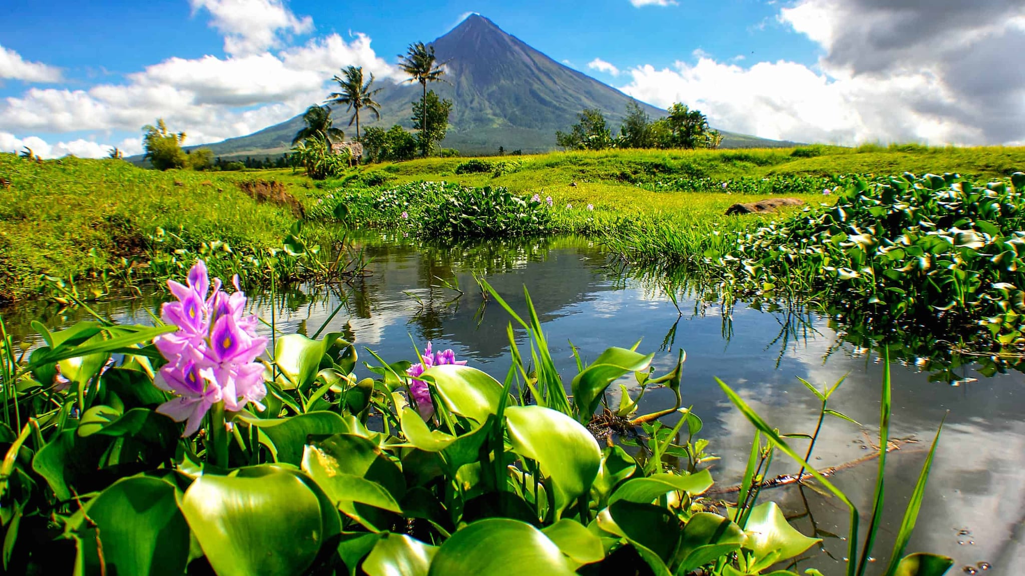 Philippine medicinal plant